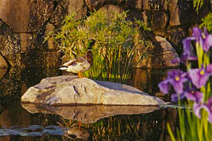 Duck at oregon gardens