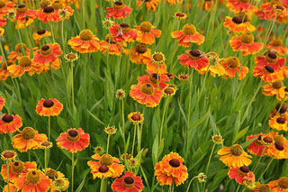 field of orange flowers